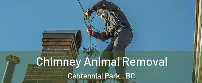  Chimney Animal Removal Centennial Park - BC