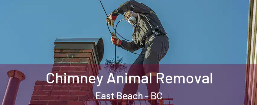  Chimney Animal Removal East Beach - BC
