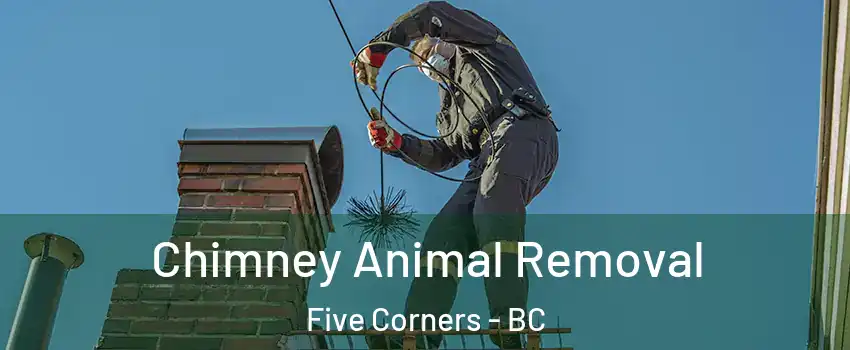  Chimney Animal Removal Five Corners - BC