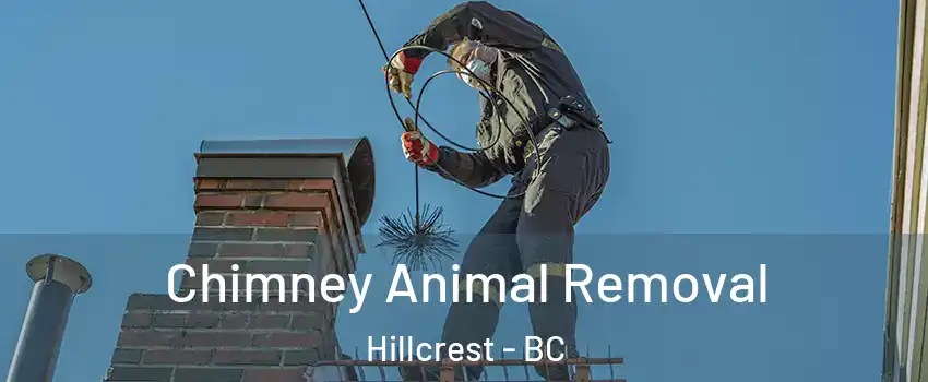 Chimney Animal Removal Hillcrest - BC