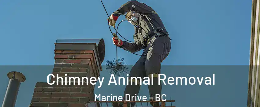  Chimney Animal Removal Marine Drive - BC