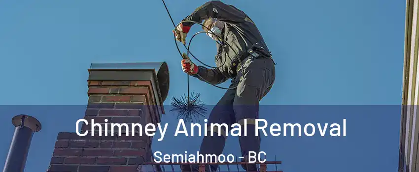 Chimney Animal Removal Semiahmoo - BC
