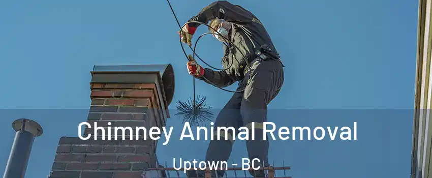 Chimney Animal Removal Uptown - BC