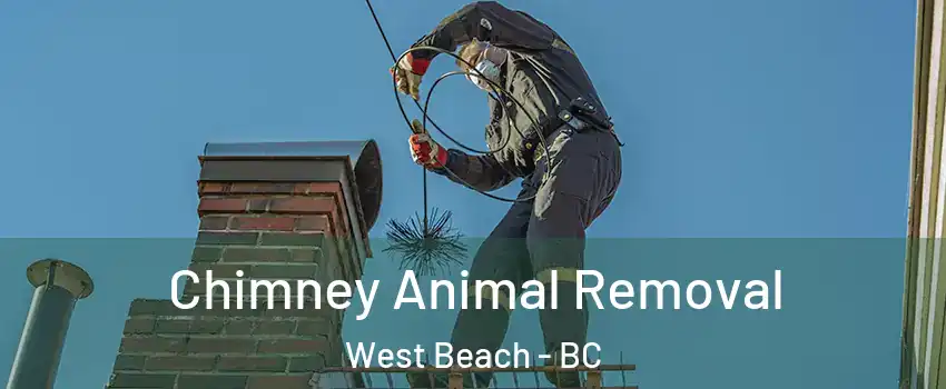  Chimney Animal Removal West Beach - BC