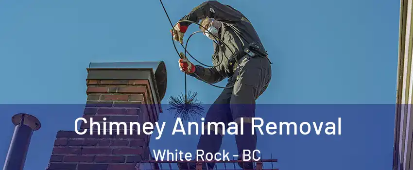 Chimney Animal Removal White Rock - BC