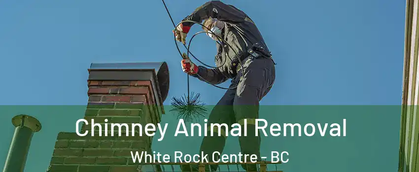  Chimney Animal Removal White Rock Centre - BC